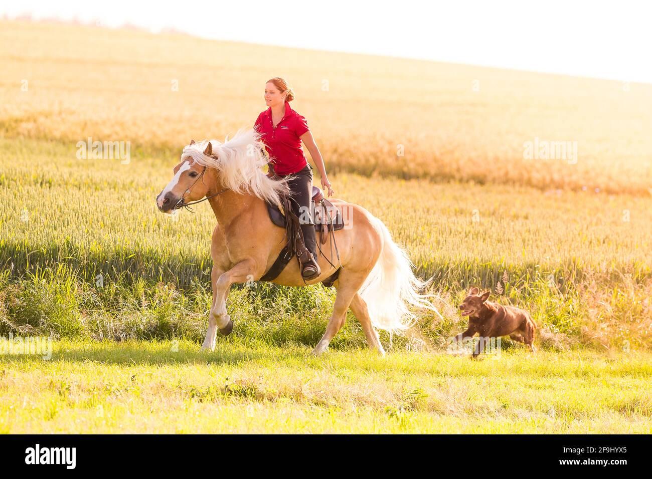 Haflinger Pferd. Reiter mit Begleithunden, die auf einer Weide galoppieren. Österreich Stockfoto