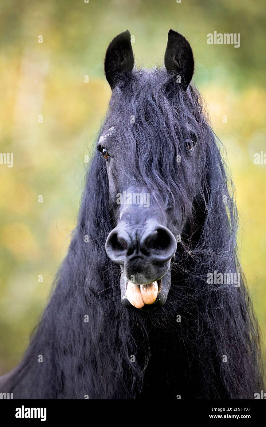 Friesisches Pferd. Schwarzer Wallach macht ein Gesicht. Deutschland Stockfoto