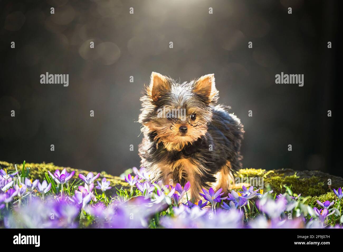 Yorkshire Terrier. Welpen wandern auf einer Wiese mit blühendem Crocus. Deutschland Stockfoto