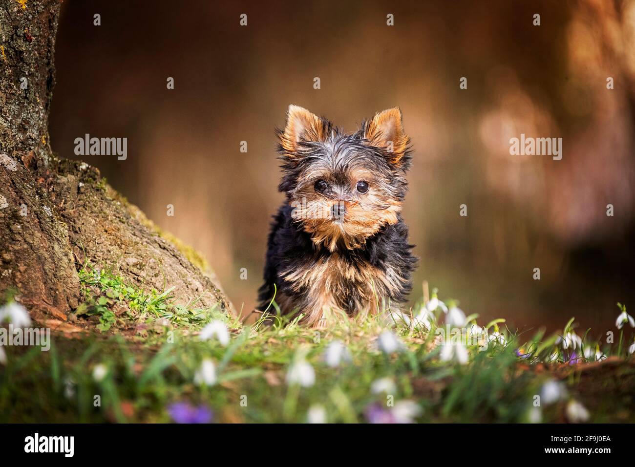 Yorkshire Terrier. Welpen neben einem Baum und blühende Snow Drops. Deutschland Stockfoto