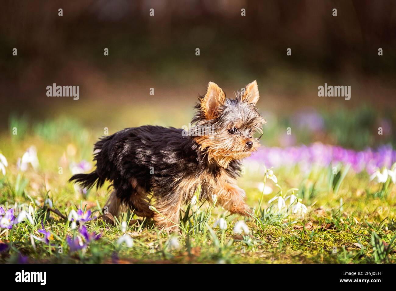 Yorkshire Terrier. Welpe auf einer Wiese mit blühenden Crocus und Schneetropfen. Deutschland Stockfoto