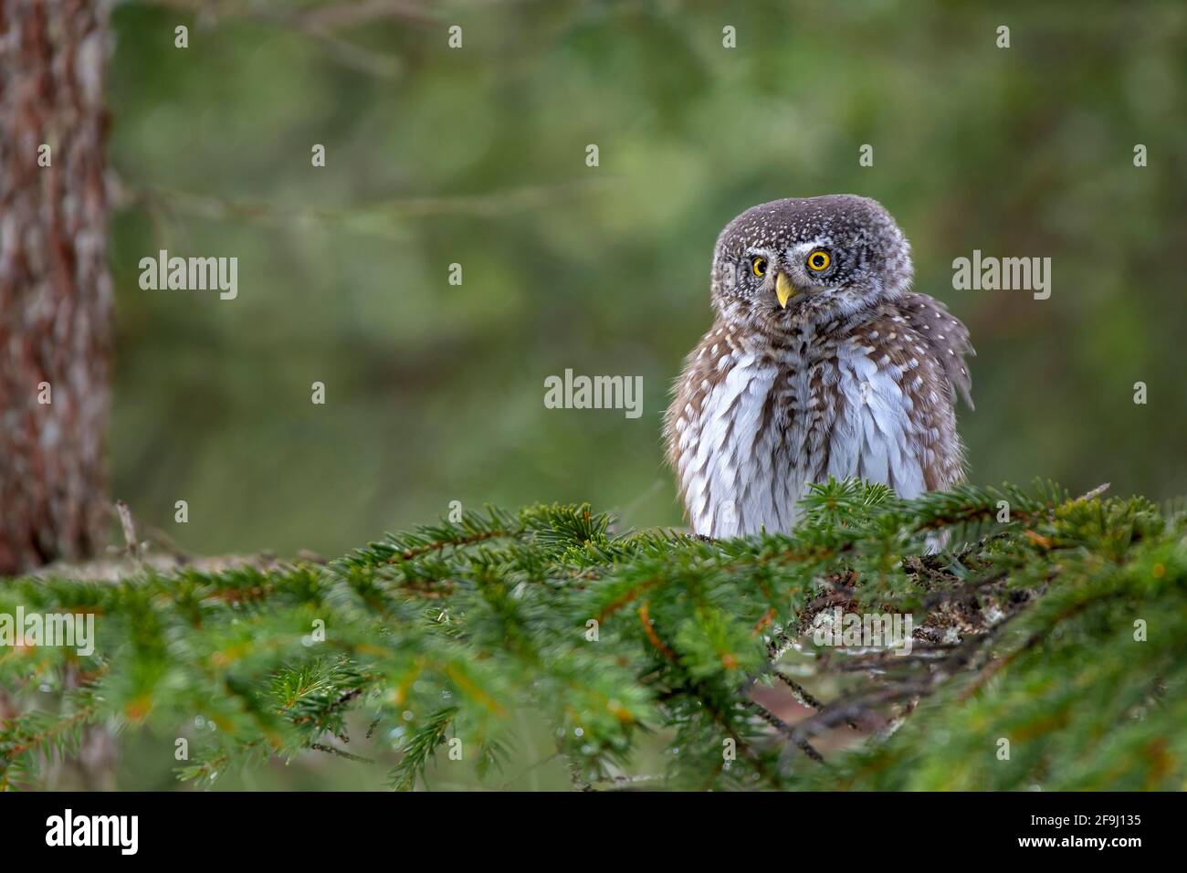 Die Zwergeule (Glaucidium passerinum) thront auf einem Ast. Tirol, Österreich Stockfoto