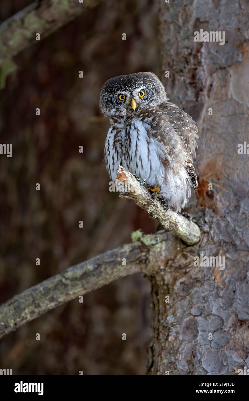 Die Zwergeule (Glaucidium passerinum) thront auf einem Ast. Tirol, Österreich Stockfoto