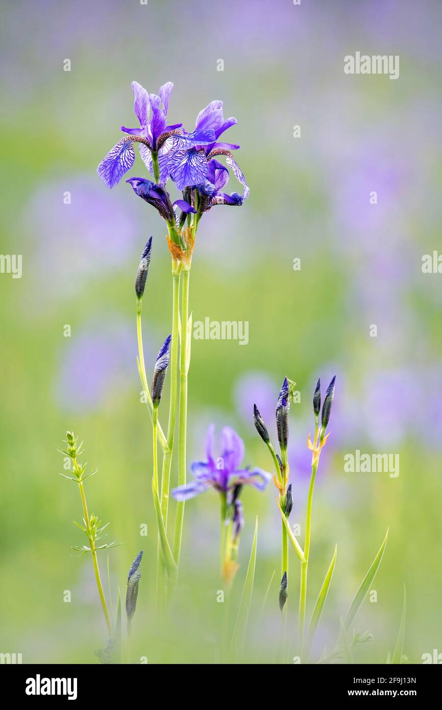 Sibirische Iris (Iris sibirica), blühend. Österreich Stockfoto