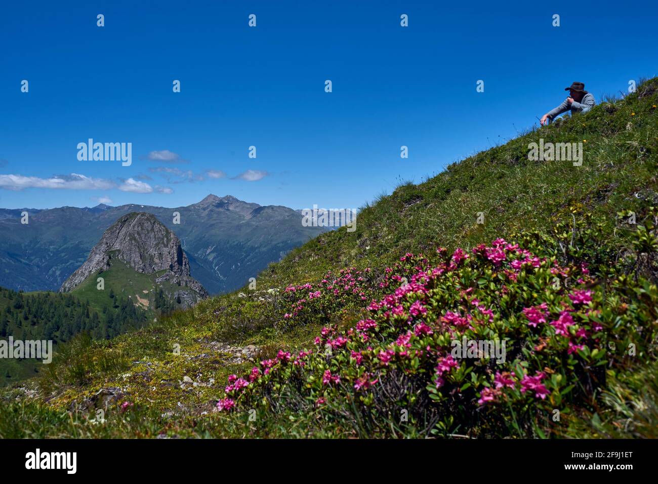 Wanderer rastet, Rostblätter Alpenrose (Rhododendron ferrugineum), Gailtaler Alpen, Golzentipp, hinten der Spitzenstein, Lienzer Dolomiten, Osttirol Stockfoto