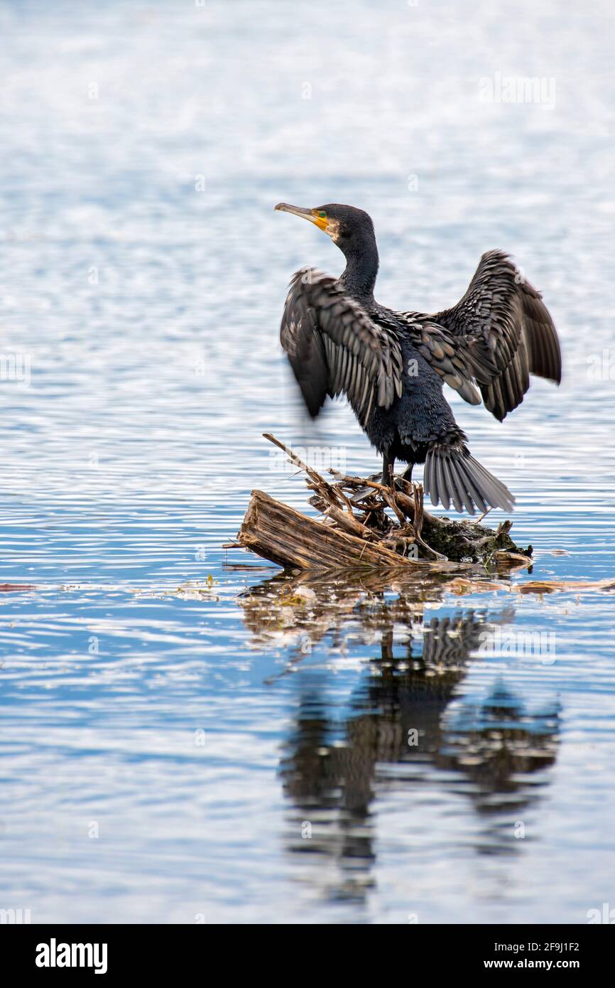 Großer Kormoran (Phalacrocorax carbo) thronte auf der Wurzel im Wasser, während er seine Flügel ausbreitet, um sie zu trocknen. Österreich Stockfoto