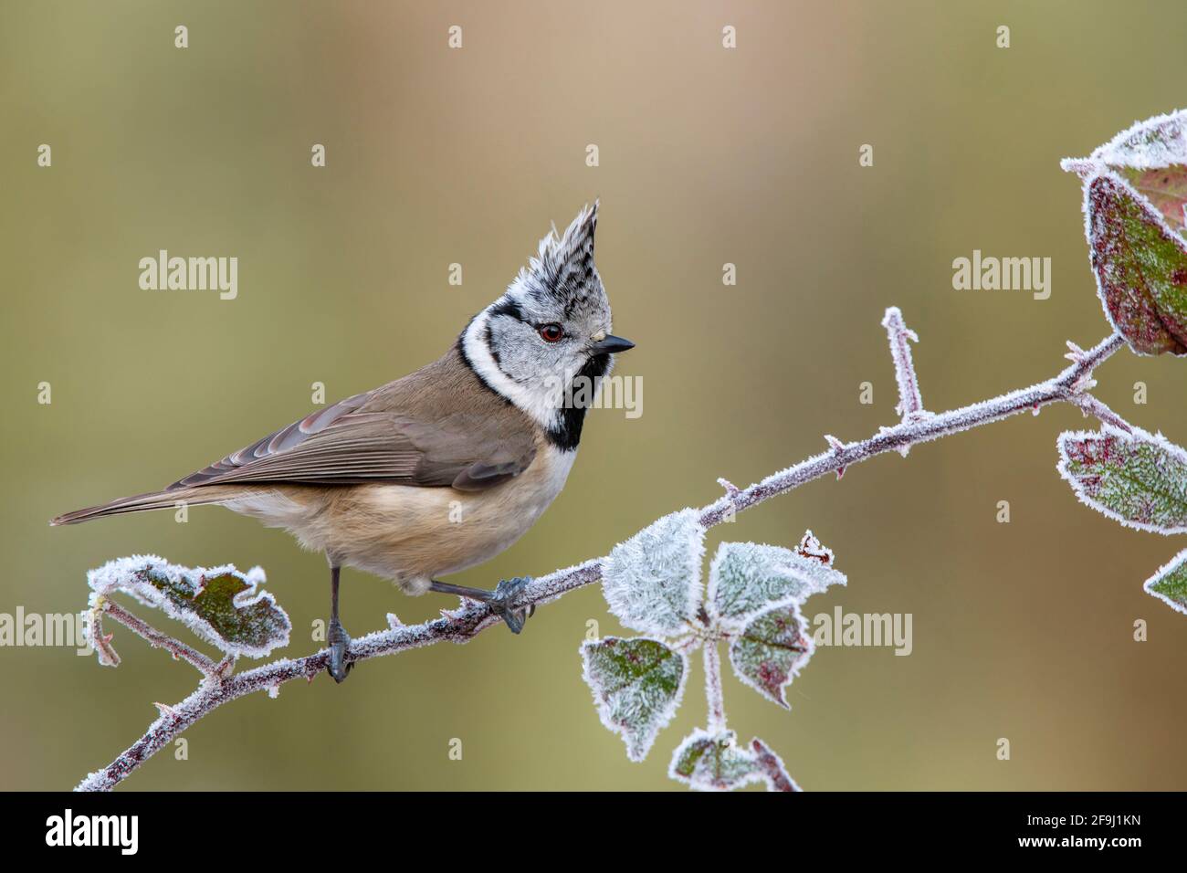 Haubenbauch (Lophophanes cristatus, Parus cristatus) auf einem mit Reif bedeckten Brmble-Zweig. Österreich Stockfoto