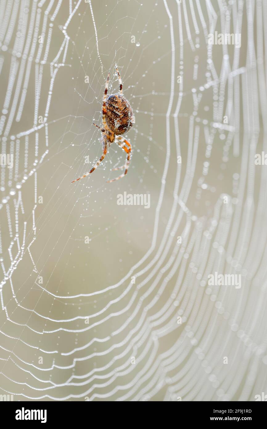 European Garden Spider, Cross Orbweaver, Cross Spider (Araneus diadematus) im Netz. Österreich Stockfoto