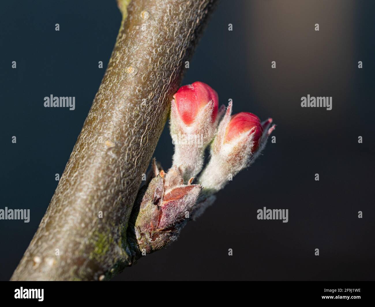 James Greaves & Katy Apple Blossom Knospen Stockfoto