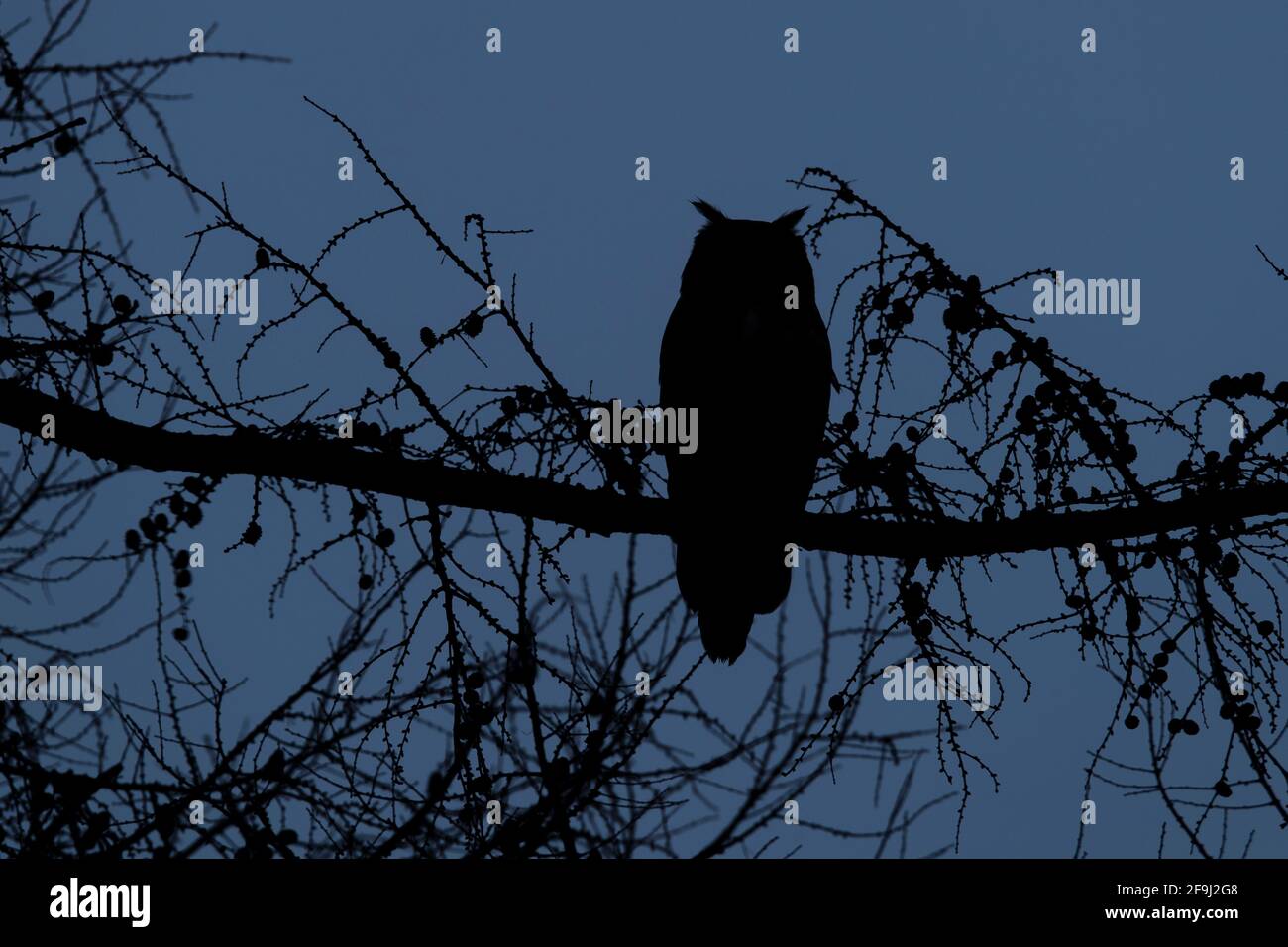 Eurasische Eule (Bubo bubo). Erwachsener, der nachts in einem Baum sitzt. Stockfoto