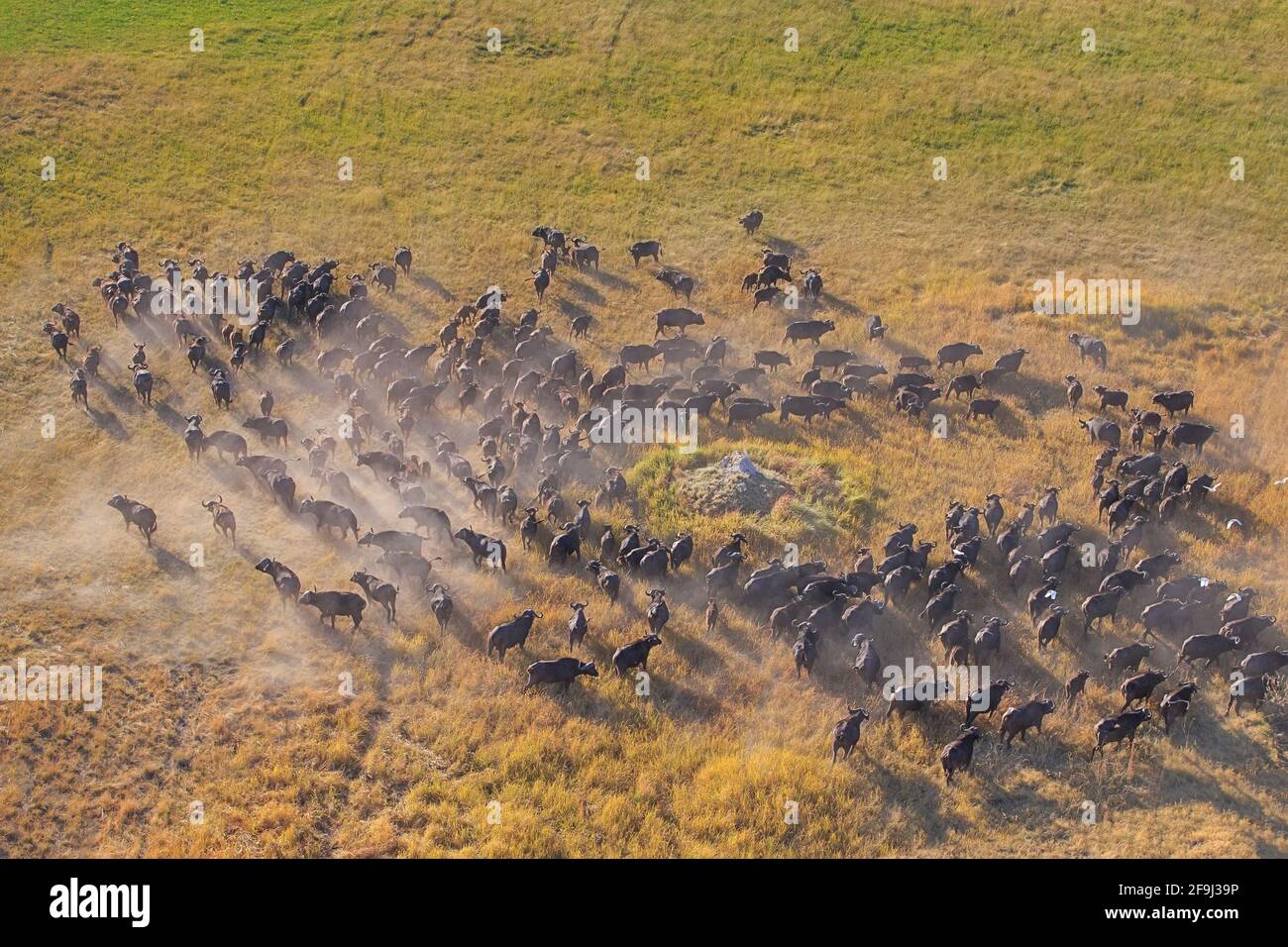Büffel (Syncerus Caffer) Herde läuft. Okavango Delta, Botswana, Afrika Stockfoto