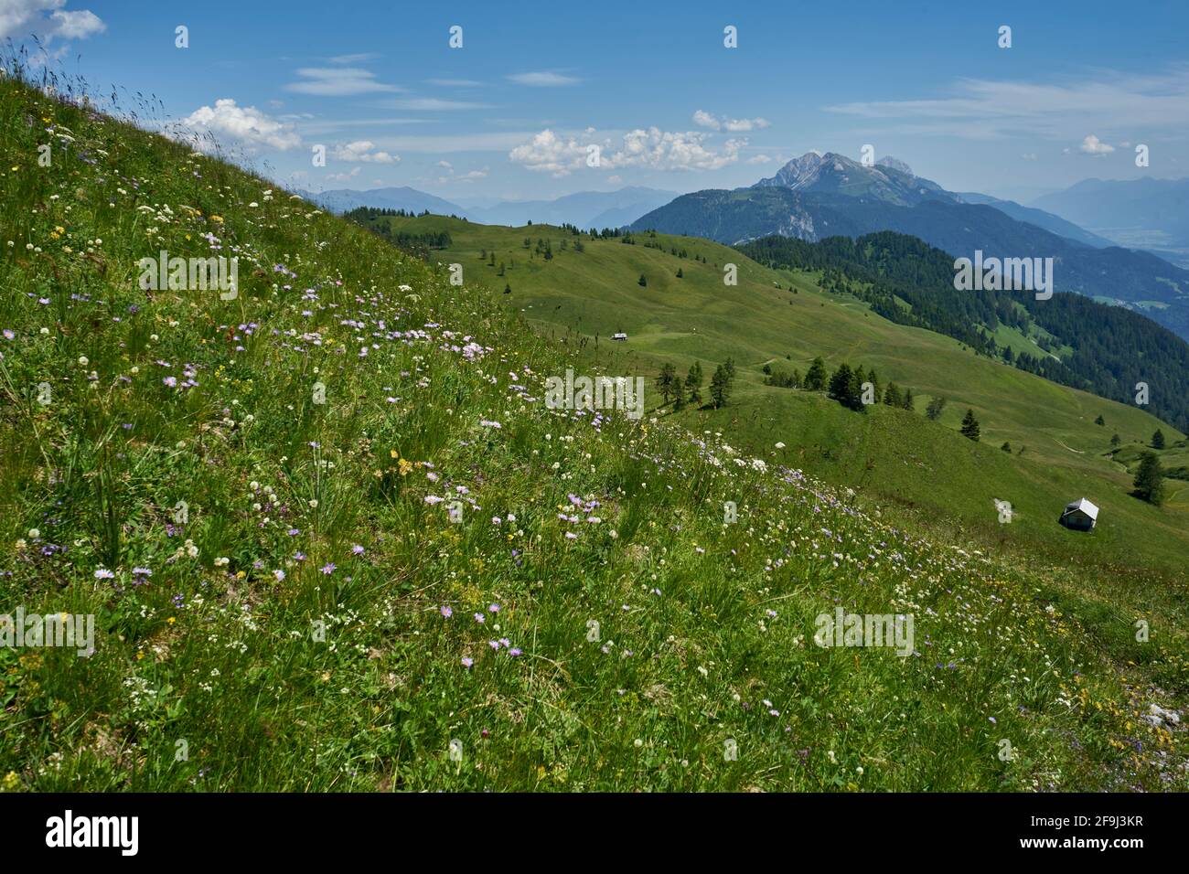 Almwiesen, Blumenwiesen, Mussen, auf der Mussen, Blumenberg, Lesachtal, Gailtaler Alpen, Kärnten, Österreich Stockfoto