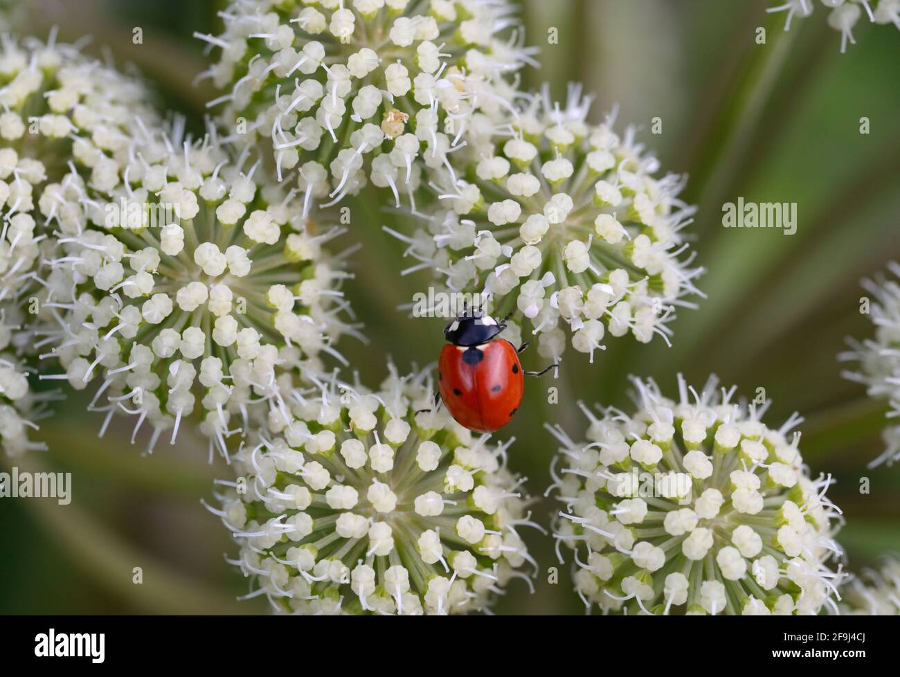 Marienkäfer mit sieben Punkten oder Siebenfleckiger Marienkäfer, Coccinella septempunctata, füttert mit Commonon Hogweed, Heracleum sphondylium, auch bekannt als KuhPetersilie Stockfoto