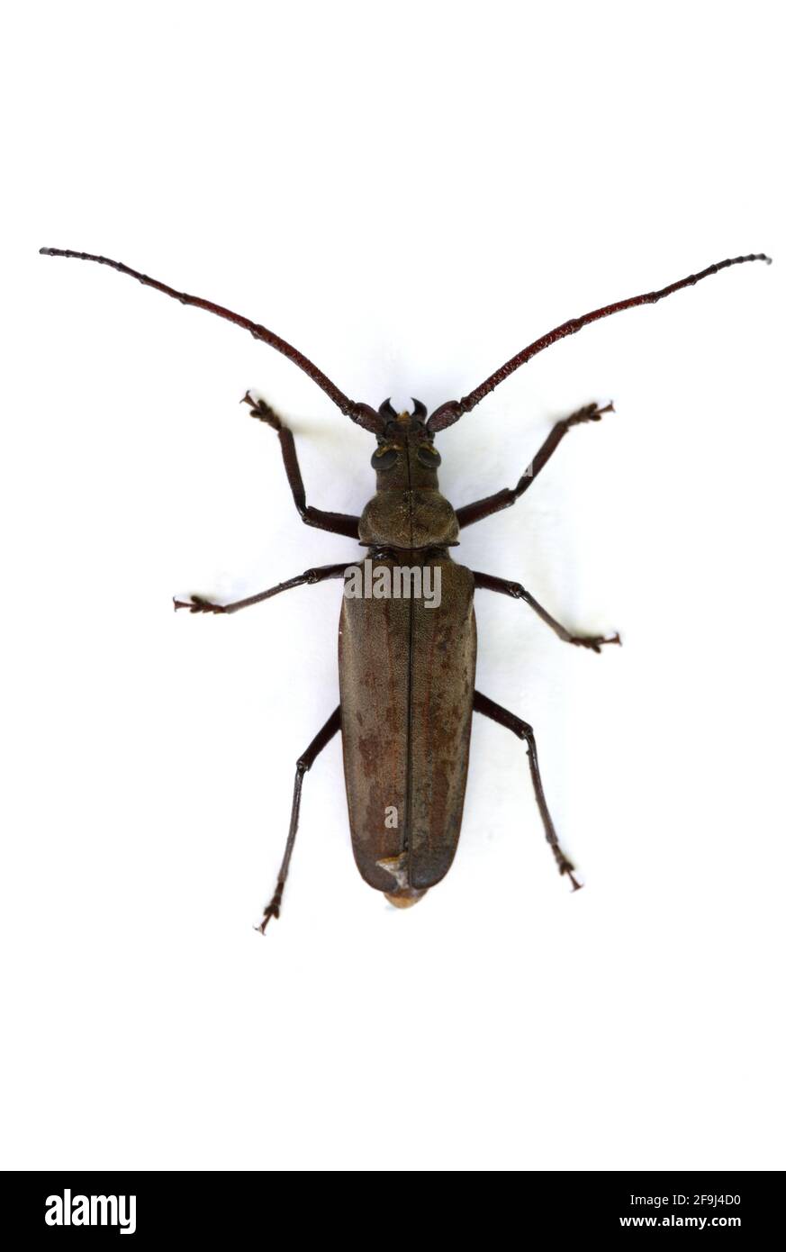 Long-Horn Beetle, Longhorn Beetle oder Long-Horned Beetle, Stickoleptura scutellata, auf weißem Hintergrund Stockfoto