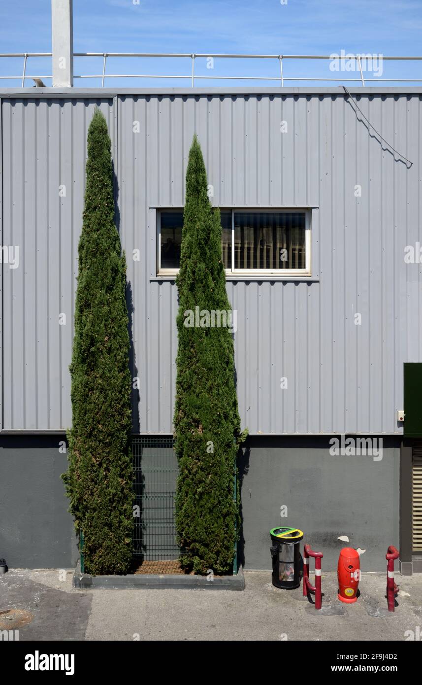 Paar oder zwei mediterrane Zypressen, Cupressus sempervirens, in städtischer Umgebung des Handelszentrums oder Industriegebäudes Stockfoto