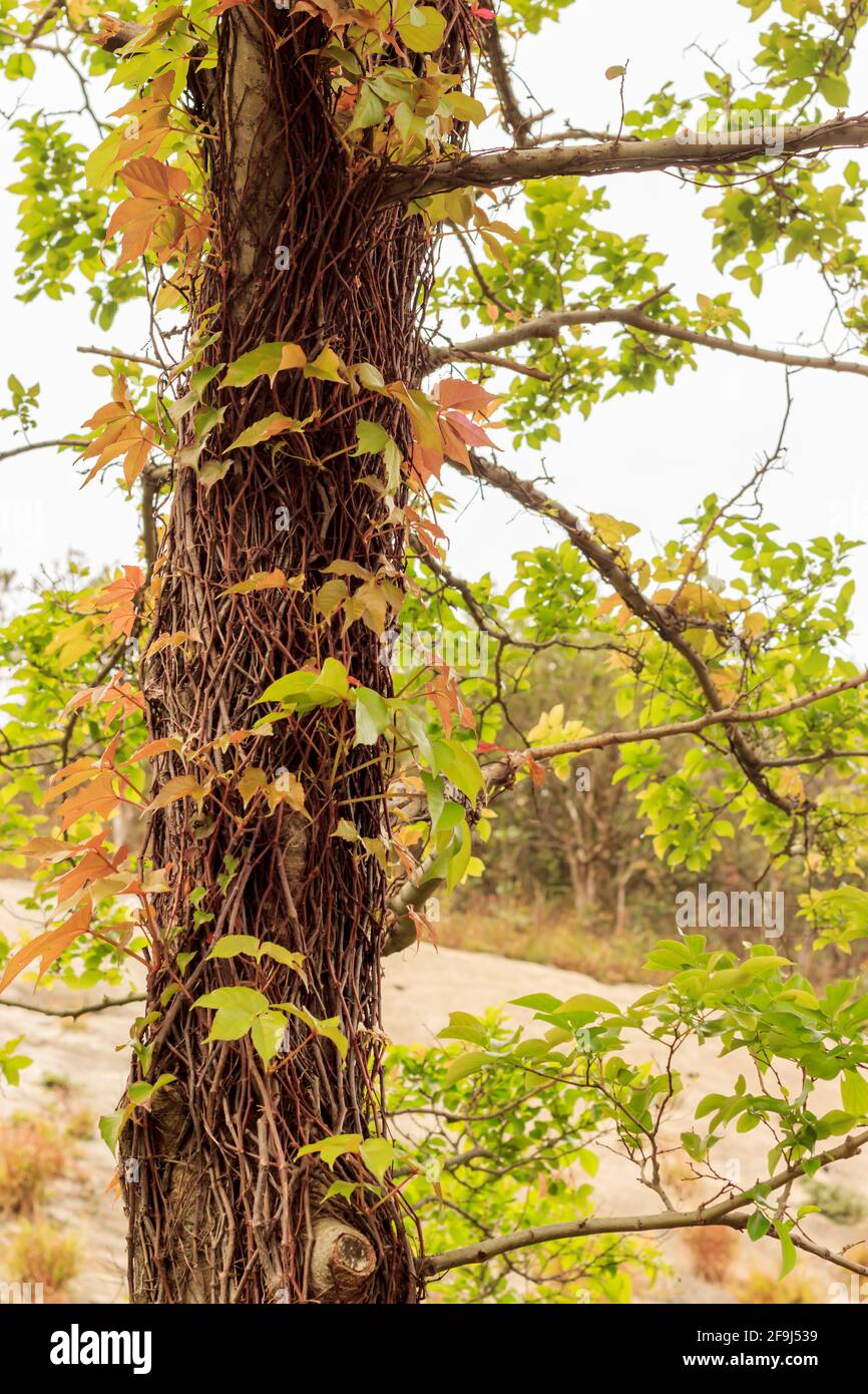 Viele Kletterpflanzen hängen an einem Baum, während beide grüne Blätter wachsen. Stockfoto
