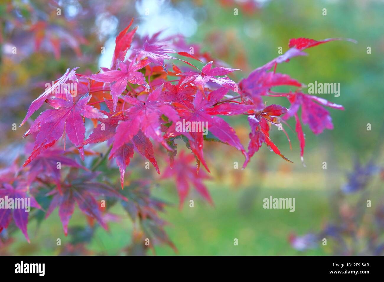 Rote Ahornblätter auf verschwommenem Hintergrund, helles Herbstkonzept. Regnerisches Wetter. Stockfoto