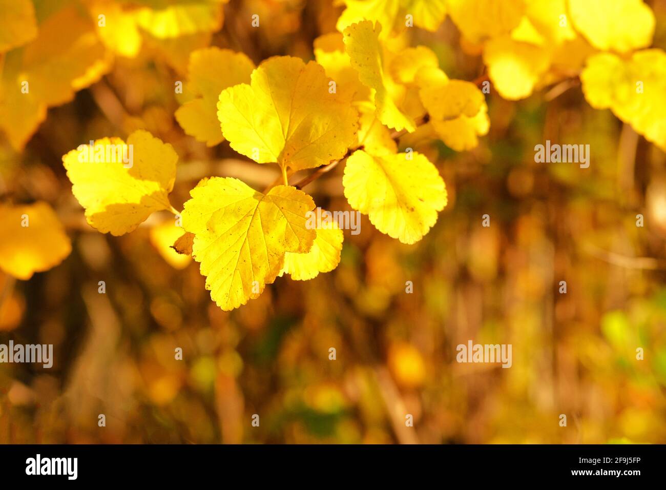 Gelbe, orange, braune Blätter auf dem Baum in der Herbstsaison. Für Hintergrund und Text. September, Oktober, November, Indischer Sommer. Stockfoto