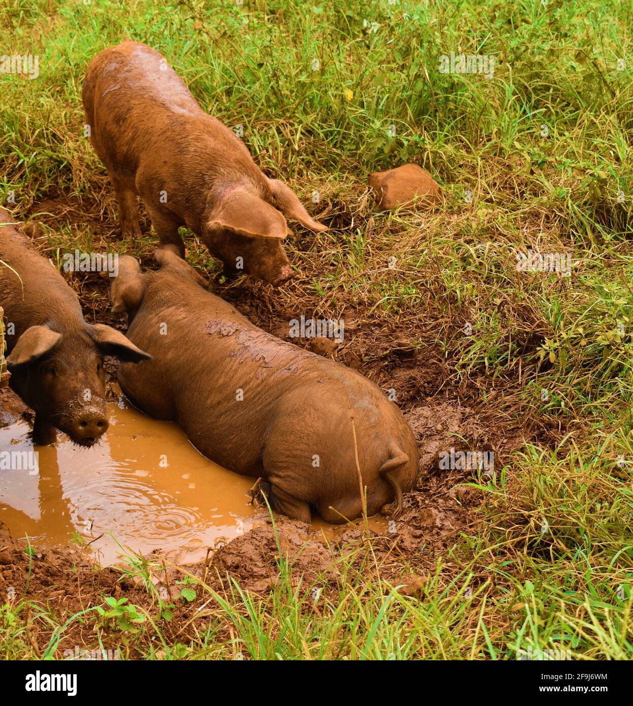 Schweine genießen ein Schlammbad Stockfoto