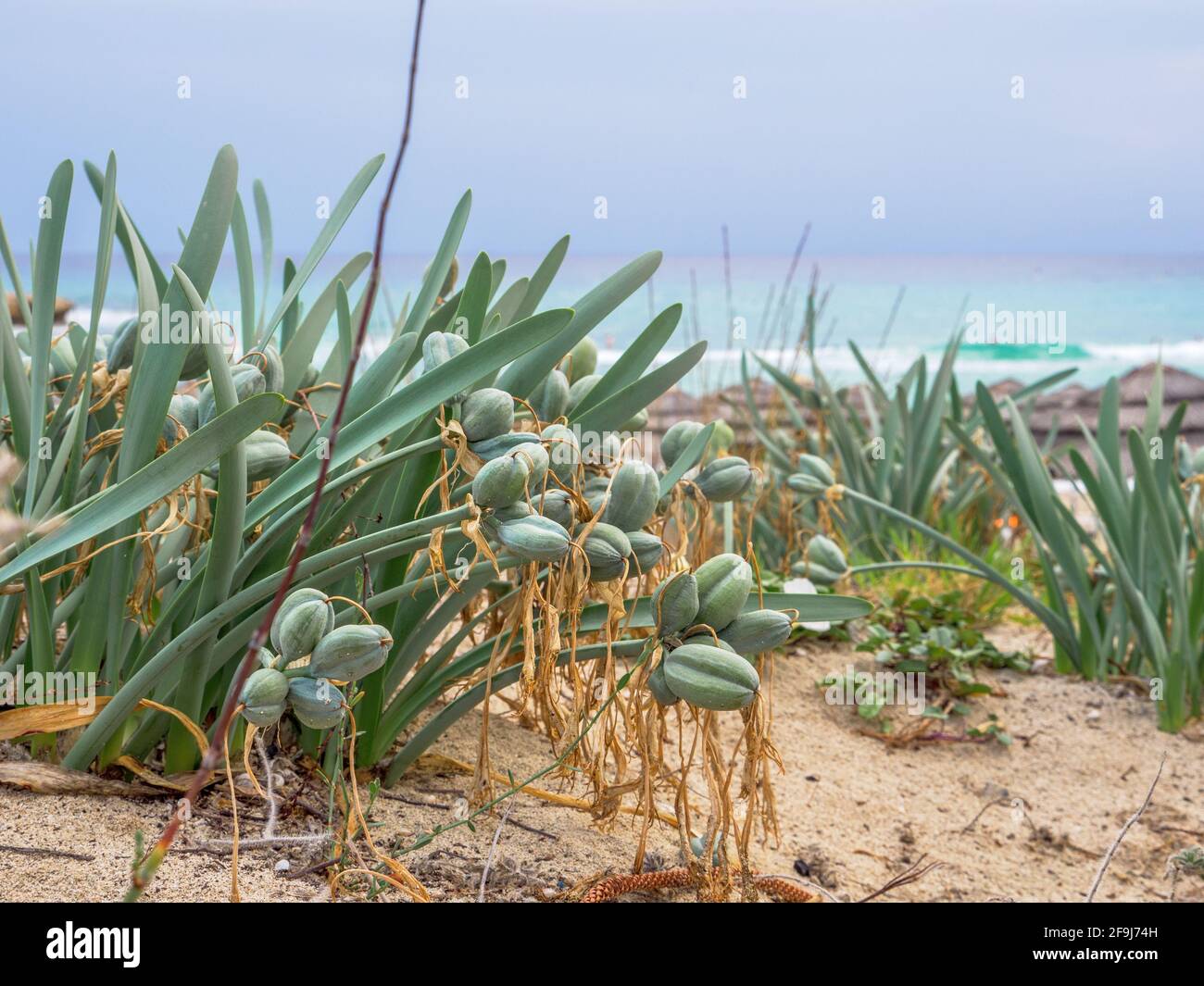 Bauchige, mehrjährige, immergrüne Pflanze, Seedaffodil (Pancratium maritimum) mit langem Hals und glasigen, linearen Blättern, die am Strand von Nissi in der Nähe des Meeres wachsen. Stockfoto