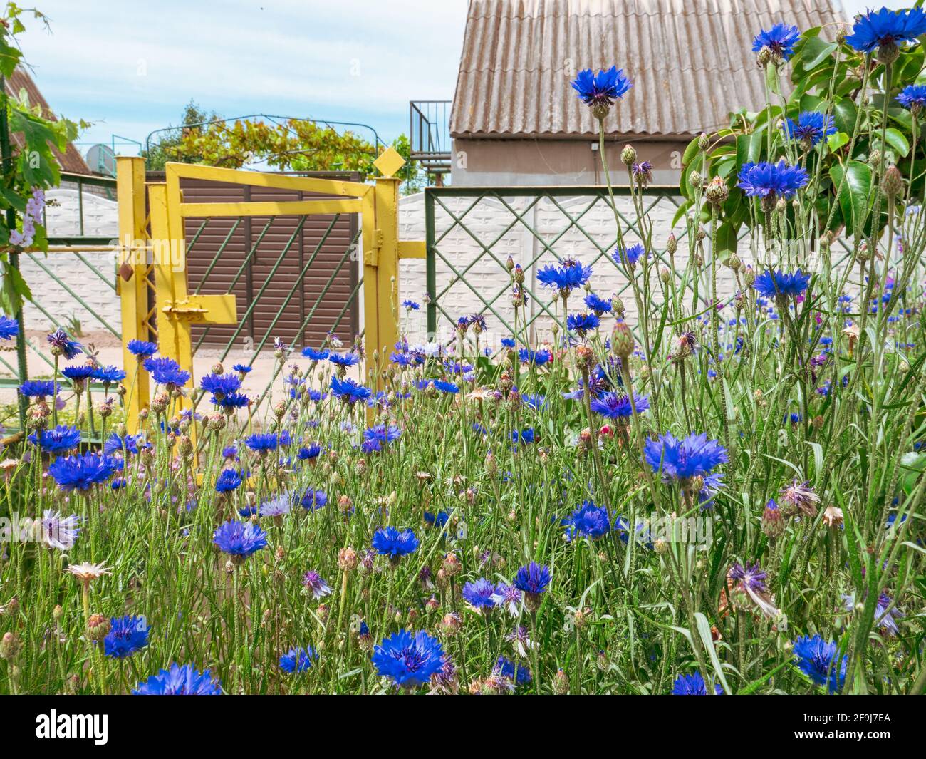 Üppig blaue Basilisk Kornblumen wachsen dicht vor gelben Metall Wicket Tür und Cottage House auf dem Hintergrund. Stockfoto