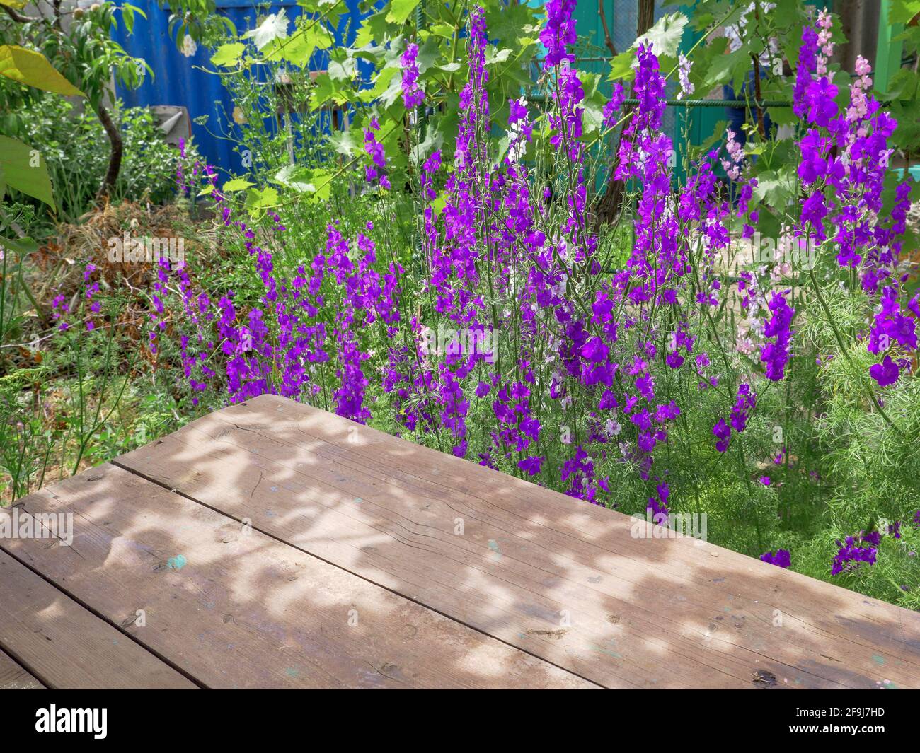 Nahaufnahme eines rohen roten rustikalen Holztisches im Vordergrund und purpurrote Delphinium consolida (Consolida regalis) Blüten, die auf dem Hintergrund blühen. Stockfoto