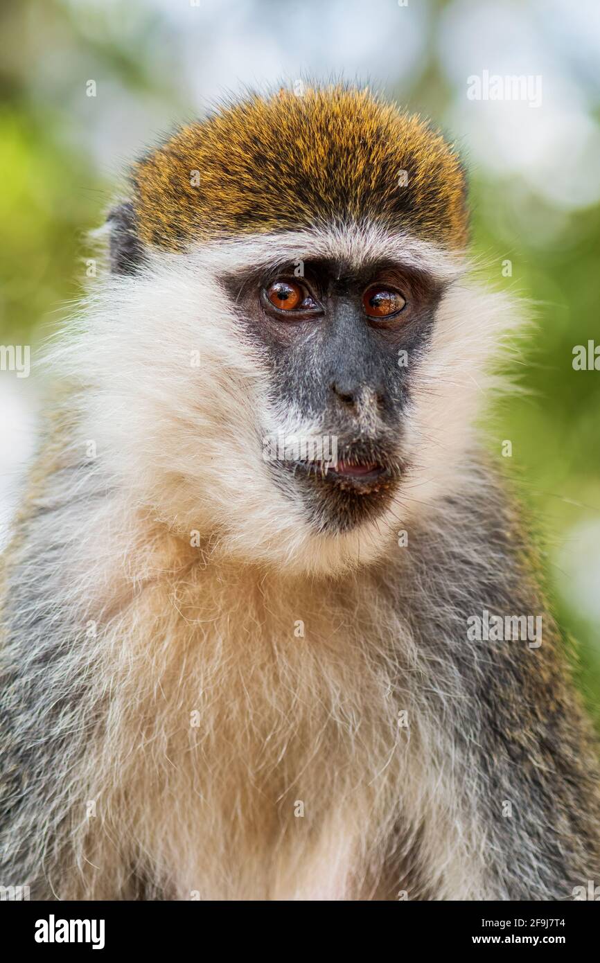 Grüner Affe - Chlorocebus aethiops, schöner populärer Affe aus westafrikanischen Büschen und Wäldern, Äthiopien. Stockfoto