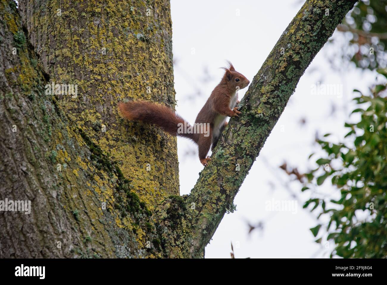 Rotes Eichhörnchen, das einen Baumwollholzzweig klettert Stockfoto