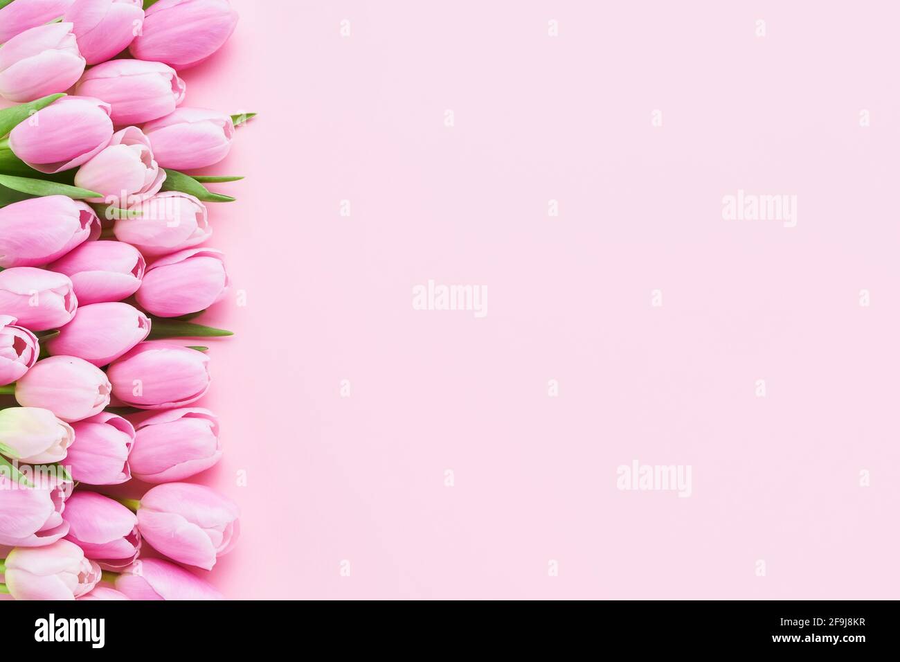 Rosa Tulpen blühen auf einem rosa Hintergrund, selektiver Fokus. Muttertag, Geburtstagsfeier Konzept. Draufsicht, Platz für Text kopieren Stockfoto