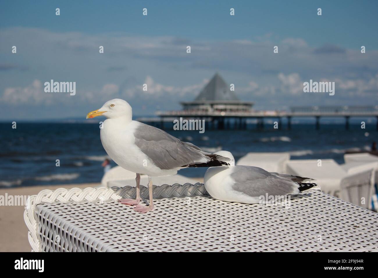 Ein Paar Heringmöwen (Larus argentatus), die sich auf dem Dach eines Strandstuhls in Heringsdorf, Usedom, Deutschland, sonnen Stockfoto