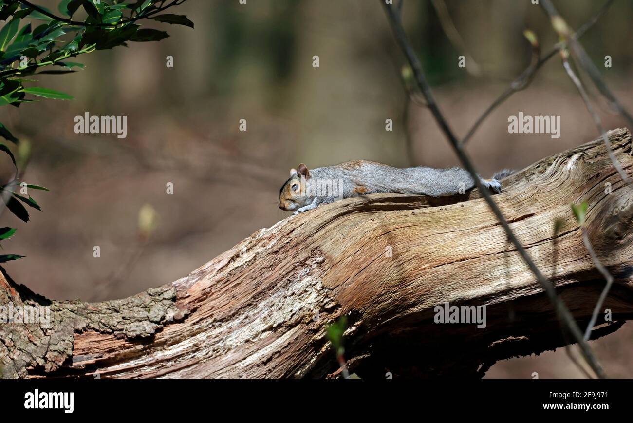 Graue Eichhörnchen im Wald Stockfoto