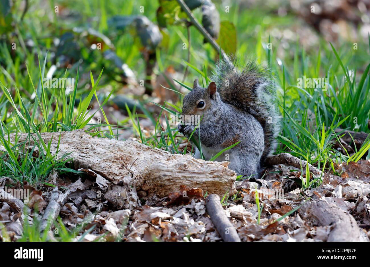Graue Eichhörnchen im Wald Stockfoto