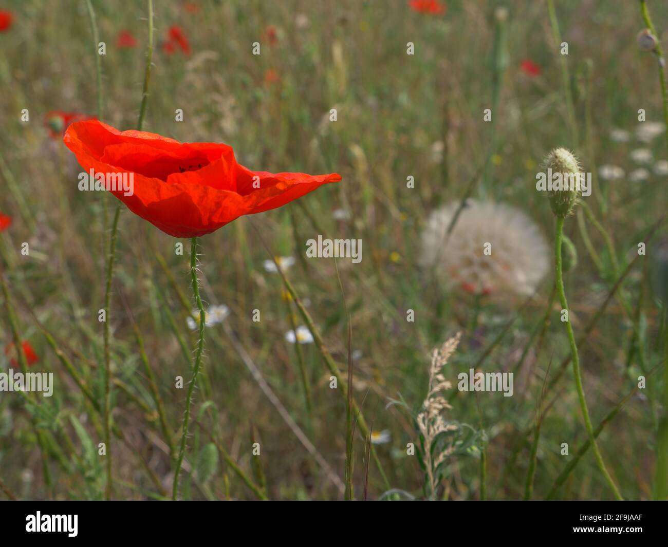 Nahaufnahme einer roten großen Mohnblume, die auf einer Wiese auf dem Land wächst. Stockfoto