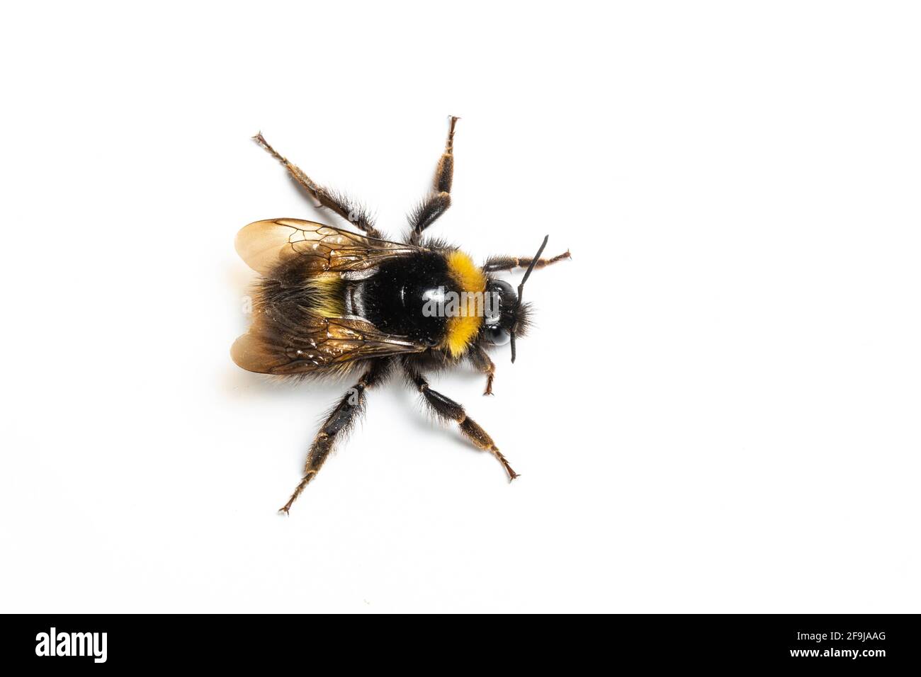 Early Bumblebee, Bombus pratorum, Garden, Catbrook, Monmouthshire, April. Familie Apidae Stockfoto