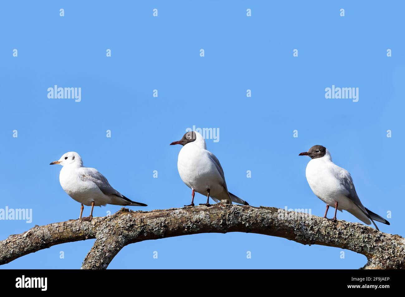 Drei Schwarzkopfmöwen, zwei Brutvögel und ein Jugendlicher, die auf einem Baumzweig thronen. Klarer blauer Himmel mit Platz für Text. Stockfoto