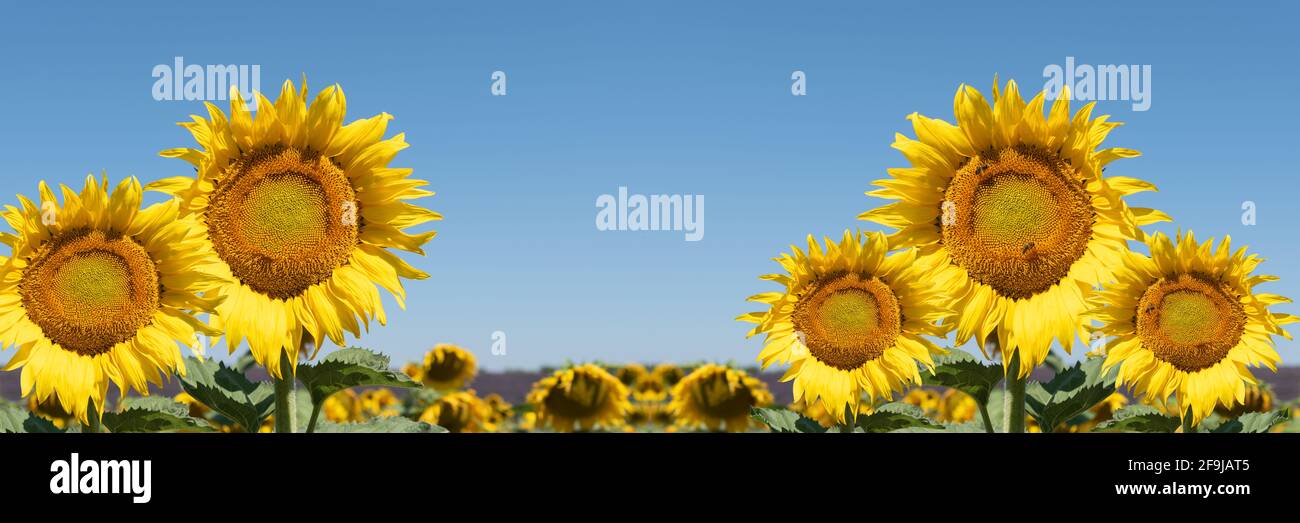 Sonnenblumen auf dem Feld. Panoramablick. Stockfoto