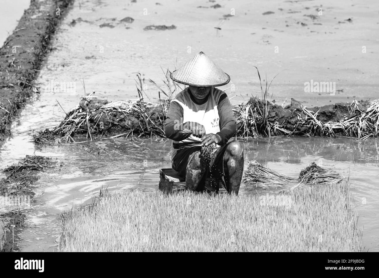 Eine Indonesierin, Die In Den Reisfeldern, Yogyakarta, Java, Indonesien Arbeitet. Stockfoto