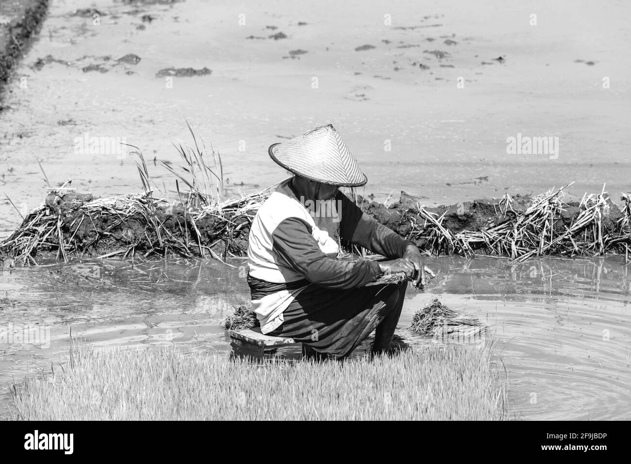 Eine Indonesierin, Die In Den Reisfeldern, Yogyakarta, Java, Indonesien Arbeitet. Stockfoto