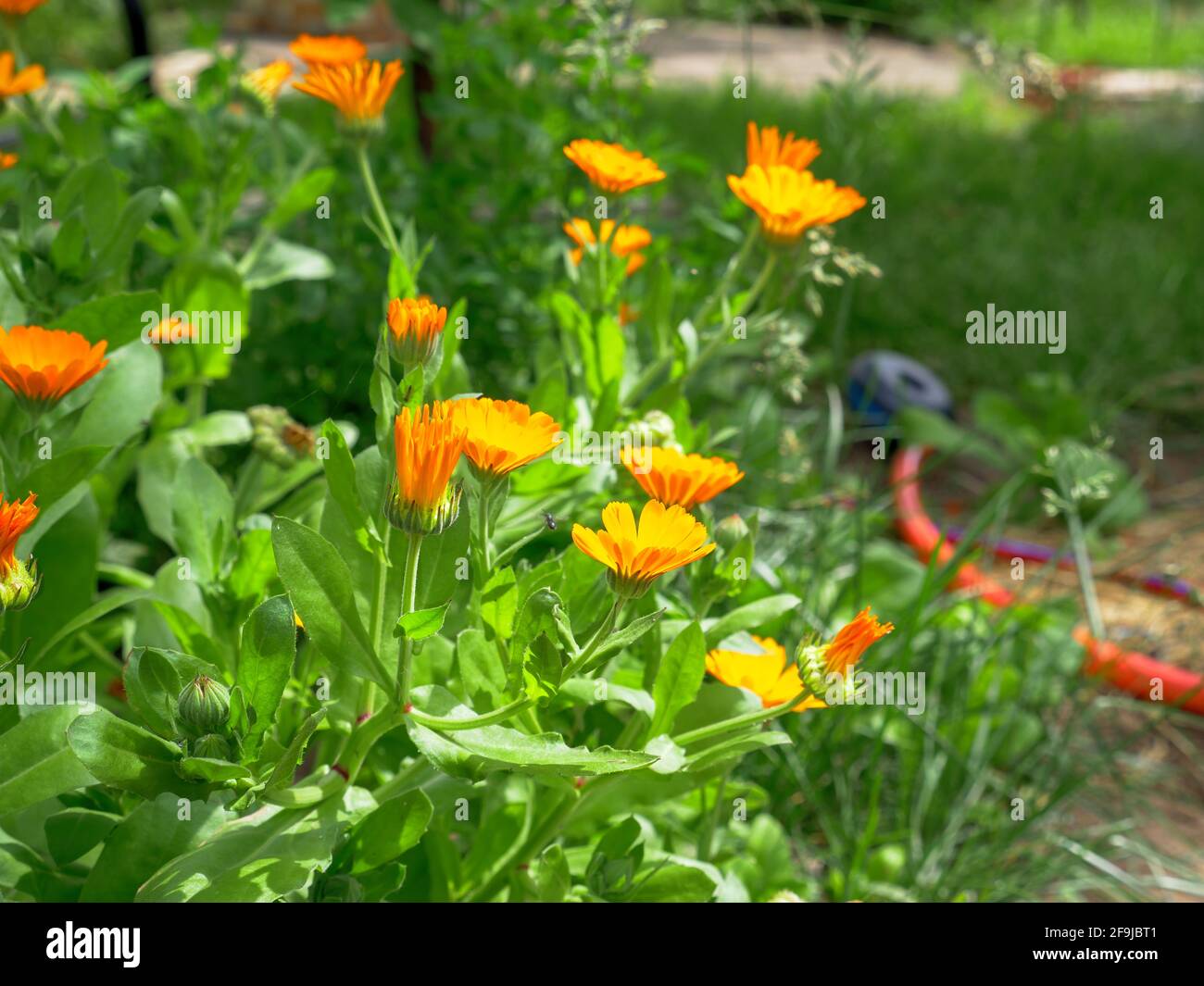 Ein üppiger Busch von leuchtend orangefarbenen Ringelblumen Ringelblume wächst in einem Garten an einem sonnigen Tag. Wasserschlauch auf dem Hintergrund. Stockfoto