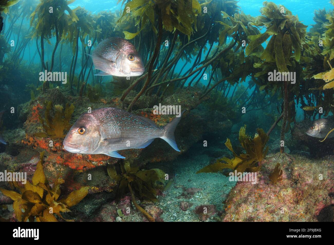 Australische Schnapper Pagrus auratus zwischen dem gestielten Kelp Ecklonia radiata, der das felsige Riff bedeckt. Stockfoto