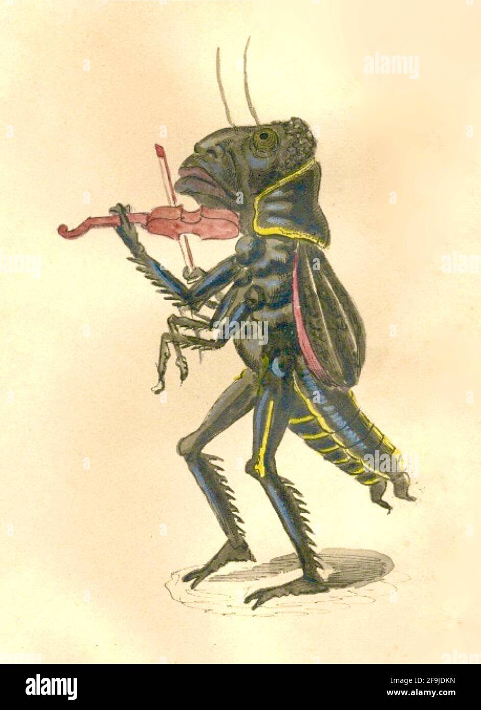 Charles Briton Kostümdesign für den Mistick Krewe of Comus New Orleans Mardi Gras - 1873 - Grasshopper spielt Geige. Bluegrass vielleicht. Stockfoto