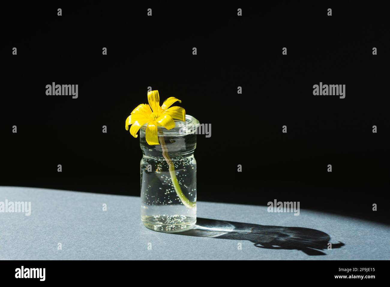 Blumenvase Minimalismus. Gelbe Blume auf grau-schwarzem Hintergrund. Konzeptionelles grafisches Frühlingsdesign. Horizontale Komposition in hellem, hartem Sonnenlicht. B Stockfoto