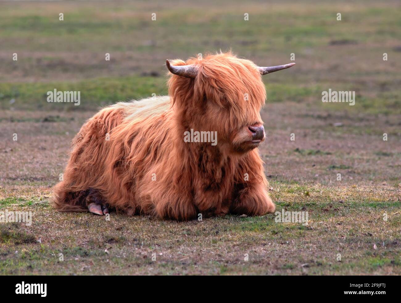 Schottische Hochland-Kuh Seitenansicht legt sich eine robuste Rasse Mit einem langen, zotteligen Fell, selektiver Fokussierung, um das Kopieren zu erleichtern Leerzeichen im Hintergrund Stockfoto