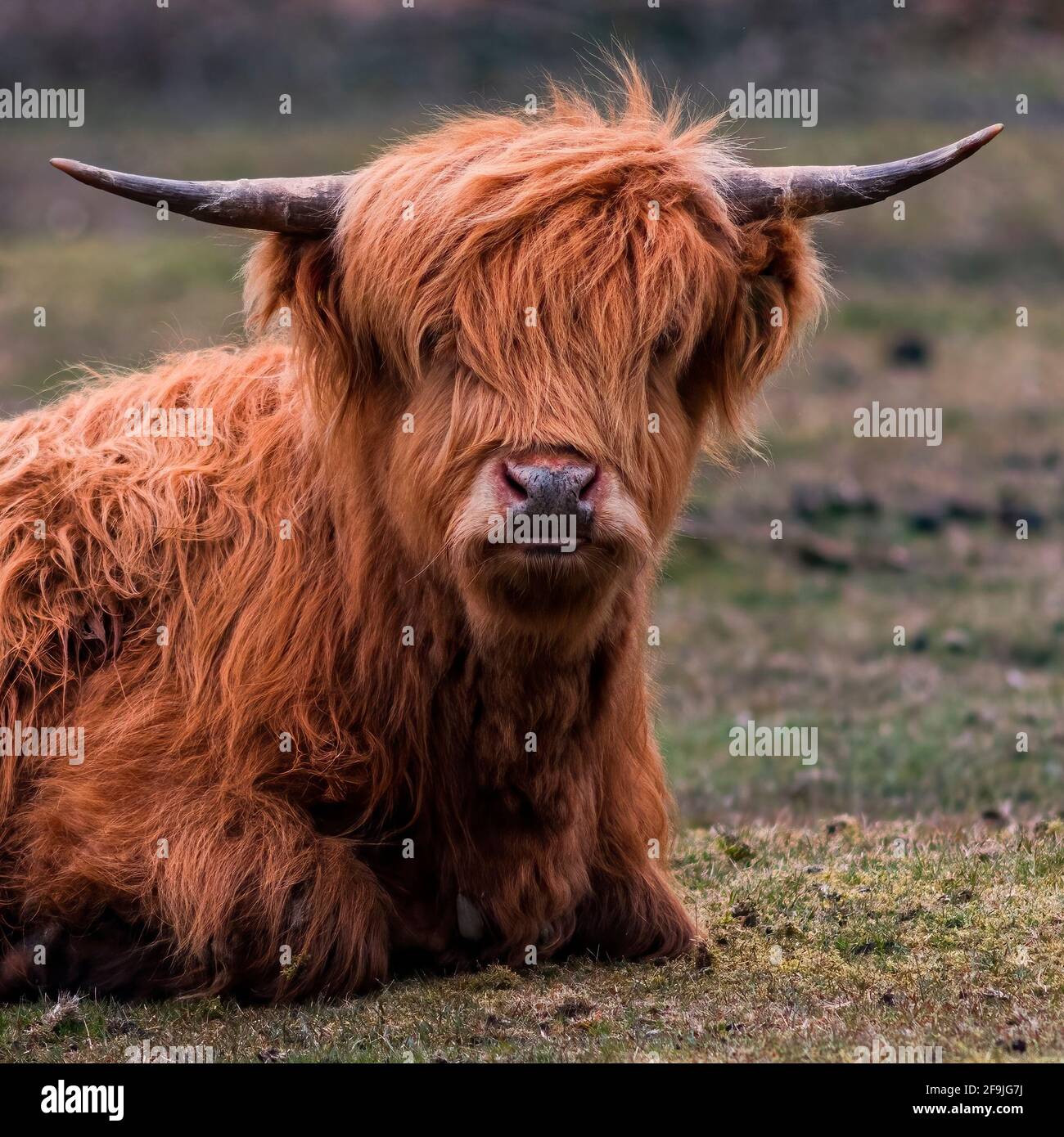 Quadratisches Bild, Kopf und Schultern einer Hochland-Kuh Nahaufnahme im selektiven Fokus Blick in die Kamera schöne rote Mantel dunklen Hintergrund zu helfen Cop Stockfoto