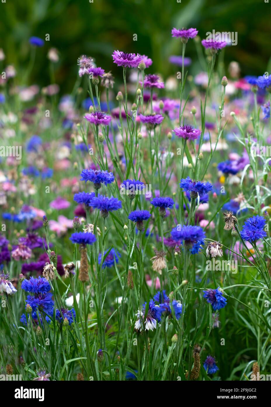 Wiese mit wilden Blumen in rosa und blau inklusive Kosmos Und Kornblumen, die in einem vertikalen Bild mit selektivem Fokus aufgenommen wurden Ein Kopierbereich Stockfoto