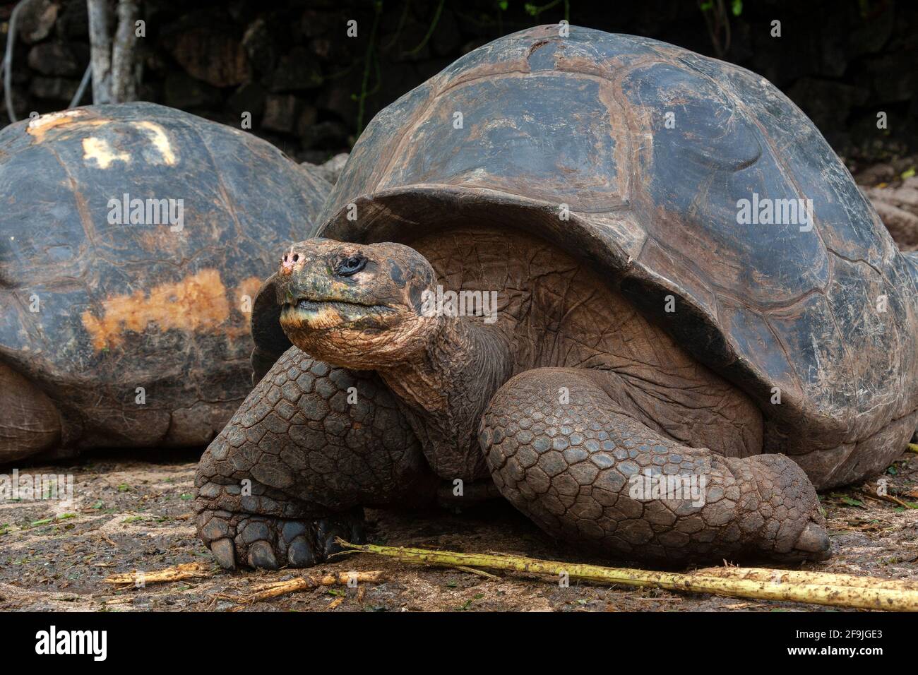 Gruppe von Galapagos-Schildkröten (Geochelone elephantopus ssp.) auf der Insel Santa Cruz auf den Galapagos-Inseln, Ecuador. Stockfoto