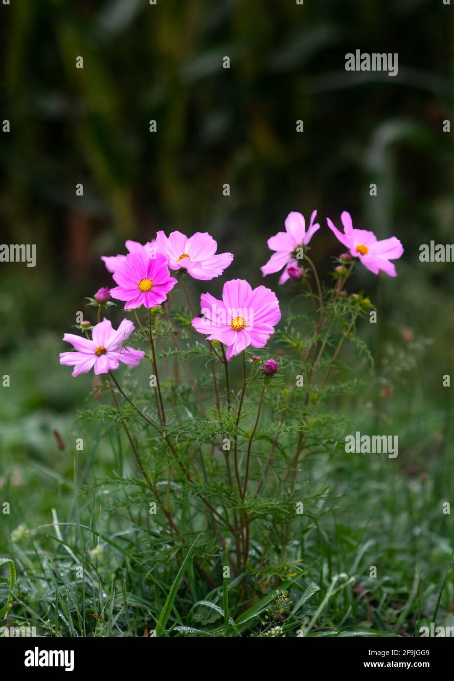 Vertikales Bild mit selektivem Fokus von schönen rosa Kosmos Wildblumen Wächst auf dem Land wunderbar floralen Natur Hintergrund kopieren Raum Bei Th Stockfoto