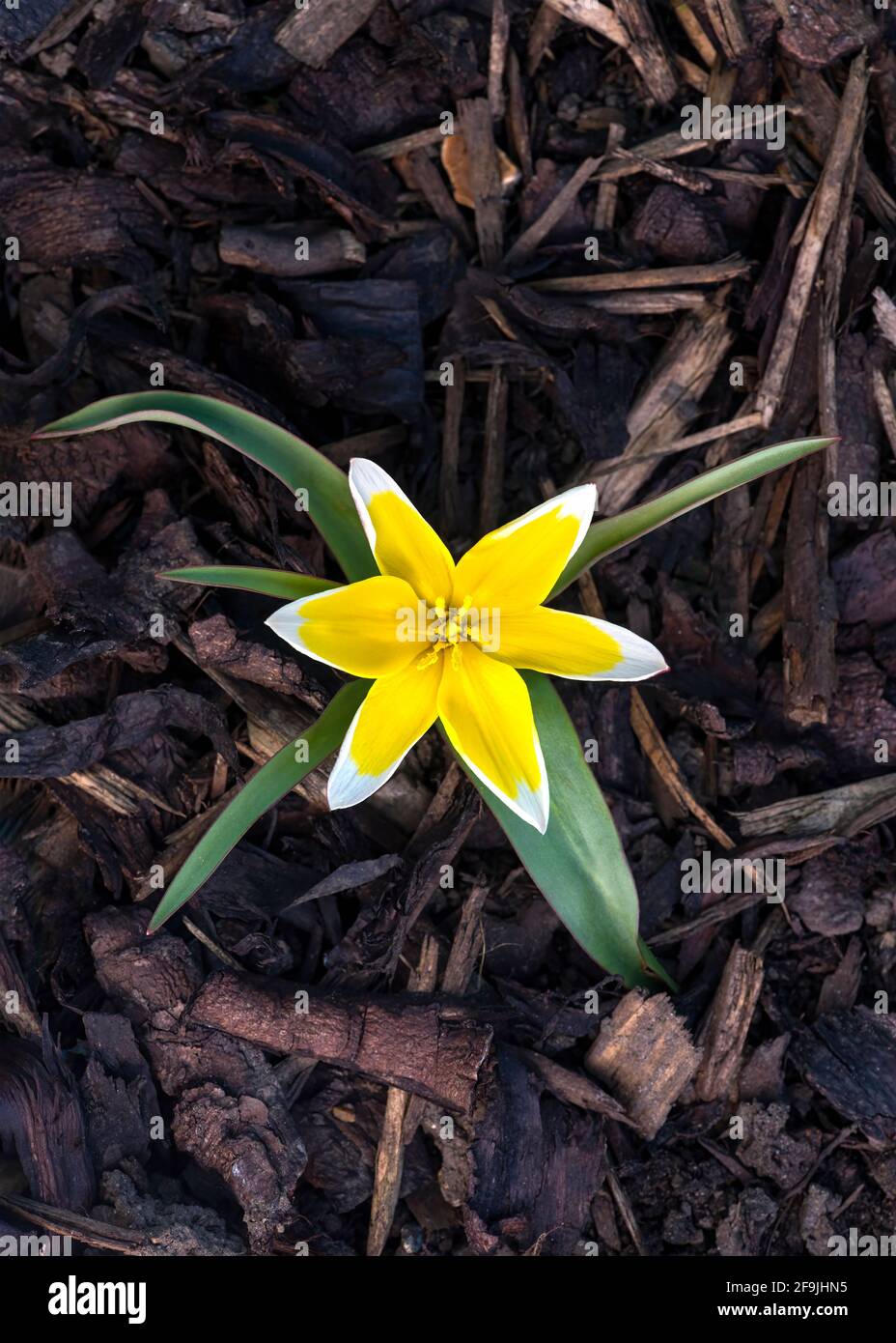 Nahaufnahme eines lebhaften tulipa tarda eine gelbe und weiße sternförmige Blütenart der Tulpe, auf einem Holzchip-Hintergrund für Text-Overlay Stockfoto