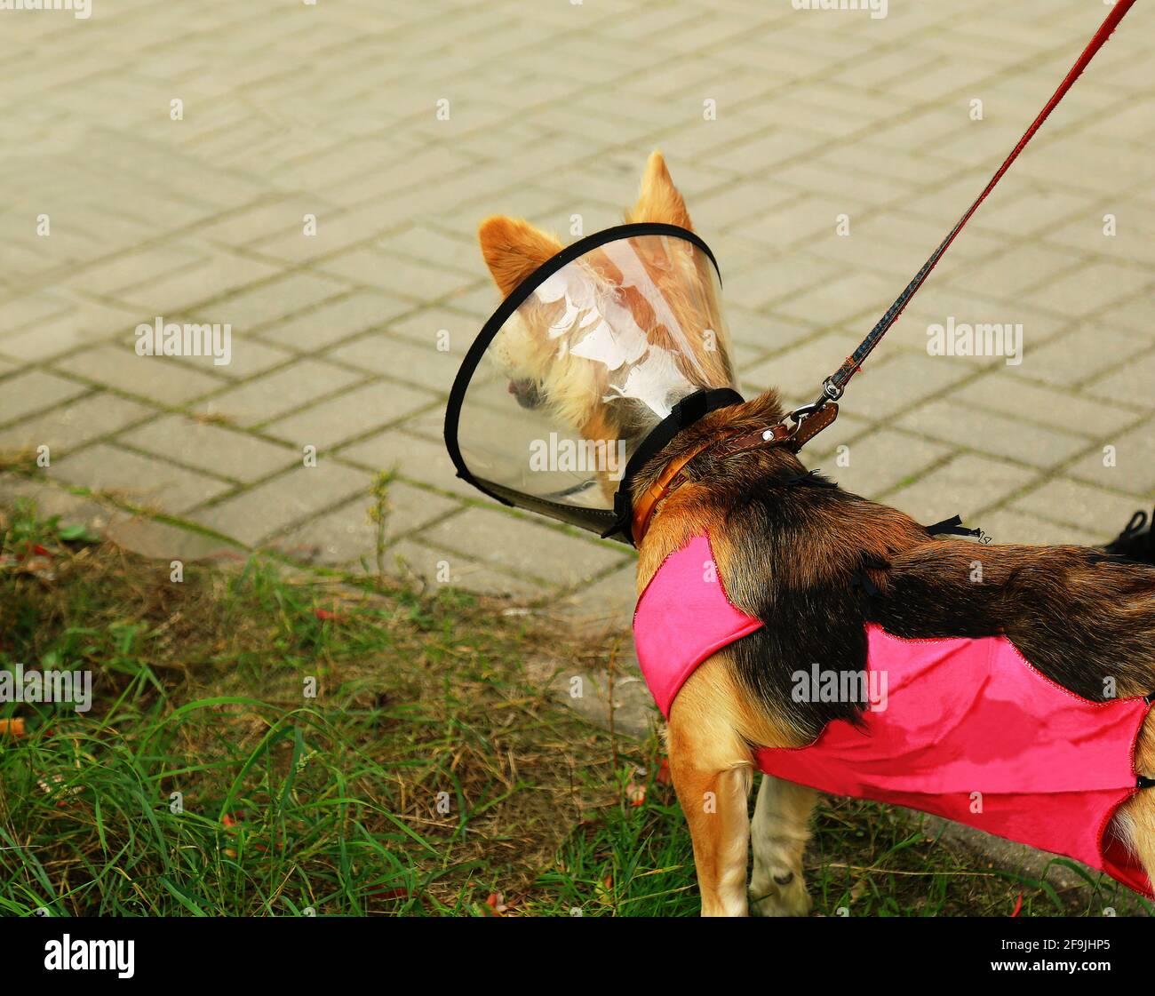 Hunde im elisabethanischen Halsband nach der Operation. Pflege für das Tier. Stockfoto