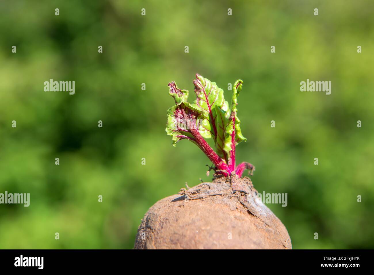 Junge Rote Beete gab jungen Sprossen aus Blättern Stockfoto